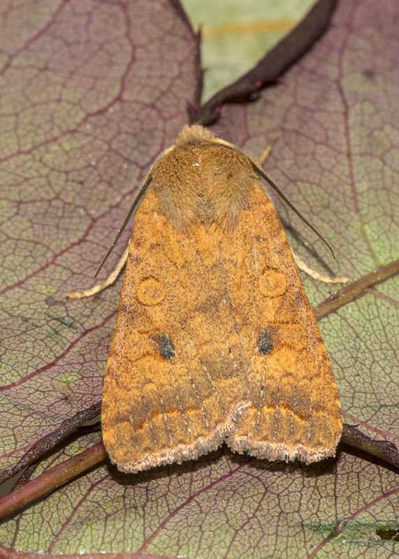 Agrochola circellaris, Noctuidae